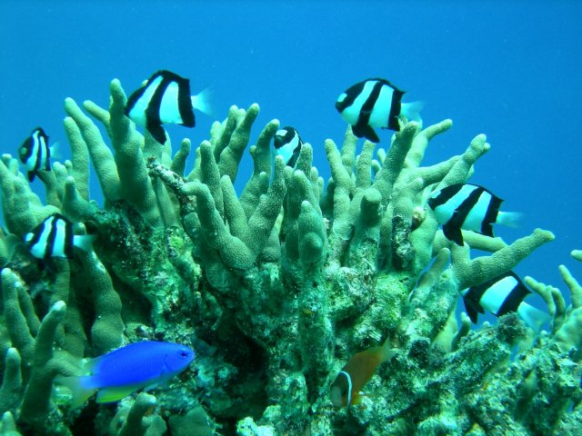 17- Un corail et ses habitants varies 
